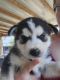 Alaskan Husky Puppies for sale in Lubbock, TX, USA. price: NA