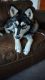Alaskan Husky Puppies for sale in San Antonio, TX, USA. price: $150