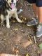Alaskan Husky Puppies for sale in Booneville, AR 72927, USA. price: $600