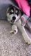 Alaskan Husky Puppies for sale in 247 W Fain St, Duncanville, TX 75116, USA. price: NA