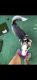 Alaskan Husky Puppies for sale in 2833 N Bristol St, Santa Ana, CA 92706, USA. price: NA