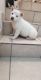Alaskan Husky Puppies for sale in Murrieta, CA 92563, USA. price: $150