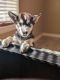 Alaskan Husky Puppies for sale in McAllen, TX, USA. price: $400
