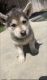 Alaskan Husky Puppies for sale in Granada Hills, Los Angeles, CA, USA. price: NA