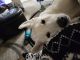 Alaskan Husky Puppies for sale in San Diego, CA 92124, USA. price: NA