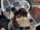 Alaskan Husky Puppies for sale in Goldsboro, NC 27530, USA. price: NA