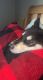 Alaskan Husky Puppies for sale in Lakeville, MN 55044, USA. price: NA