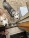 Alaskan Husky Puppies for sale in Monroe, MI, USA. price: NA