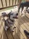 Alaskan Husky Puppies for sale in San Antonio, TX, USA. price: $750