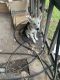 Alaskan Husky Puppies for sale in Mansfield, TX 76063, USA. price: NA