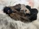 Alaskan Husky Puppies for sale in La Mirada, CA, USA. price: $1,000