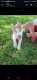 Alaskan Husky Puppies for sale in West Palm Beach, FL, USA. price: NA