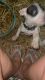 Alaskan Husky Puppies for sale in Memphis, TN 38122, USA. price: $1,400