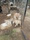 Alaskan Husky Puppies for sale in Lincolnton, GA 30817, USA. price: $250