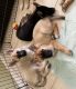 Alaskan Husky Puppies for sale in La Mirada, CA, USA. price: NA