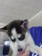 Alaskan Husky Puppies for sale in Pontiac, IL 61764, USA. price: $550