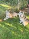Alaskan Husky Puppies for sale in La Vergne, TN 37086, USA. price: NA