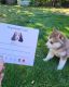 Alaskan Husky Puppies for sale in Federal Way, WA, USA. price: $1,300
