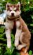 Alaskan Husky Puppies for sale in Mumbai, Maharashtra, India. price: 35 INR