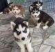 Alaskan Husky Puppies for sale in Chicago, IL, USA. price: $750