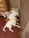 Alaskan Husky Puppies for sale in Providence, RI 02909, USA. price: NA