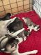 Alaskan Husky Puppies for sale in Miami, FL 33175, USA. price: $950
