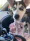 Alaskan Husky Puppies for sale in Lima, OH, USA. price: $250