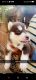 Alaskan Husky Puppies for sale in Joliet, IL, USA. price: $1,000