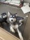 Alaskan Husky Puppies for sale in Garden Grove, CA, USA. price: NA