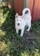 Alaskan Husky Puppies for sale in Clearwater, FL, USA. price: NA