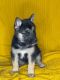 Alaskan Husky Puppies for sale in Higginsville, MO 64037, USA. price: NA