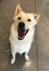 Alaskan Husky Puppies for sale in Wichita Falls, TX 76306, USA. price: NA