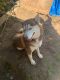 Alaskan Husky Puppies for sale in Kennett Square, PA 19348, USA. price: NA