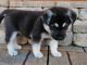 Alaskan Husky Puppies for sale in Salem, OR, USA. price: $500