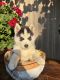 Alaskan Husky Puppies for sale in Portland, OR, USA. price: NA