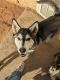 Alaskan Husky Puppies for sale in Apple Valley, CA 92307, USA. price: $400