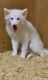 Alaskan Husky Puppies for sale in Torrance, CA, USA. price: NA
