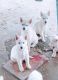 Alaskan Husky Puppies for sale in Albion, MI 49224, USA. price: $350