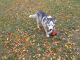 Alaskan Husky Puppies for sale in 339 1st Ave W, Halstad, MN 56548, USA. price: $500