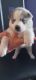 Alaskan Husky Puppies for sale in Hallandale Beach, FL 33009, USA. price: $1,200