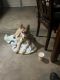 Alaskan Husky Puppies for sale in West Covina, CA, USA. price: NA