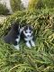 Alaskan Husky Puppies for sale in TN-1, Nashville, TN, USA. price: NA