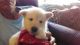 Alaskan Husky Puppies for sale in Vero Beach, FL, USA. price: NA