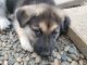 Alaskan Husky Puppies for sale in Jefferson, OR, USA. price: $450