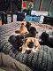Alaskan Husky Puppies for sale in Greensboro, NC, USA. price: NA