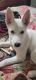 Alaskan Husky Puppies for sale in Fort Worth, TX 76180, USA. price: NA