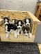 Alaskan Husky Puppies for sale in Kansas City, MO, USA. price: NA
