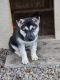 Alaskan Husky Puppies for sale in Jefferson, OR, USA. price: NA