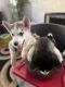 Alaskan Husky Puppies for sale in Detroit, MI, USA. price: $600