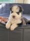 Alaskan Husky Puppies for sale in Lompoc, CA, USA. price: $600